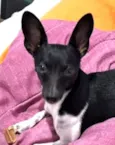 Pingo 