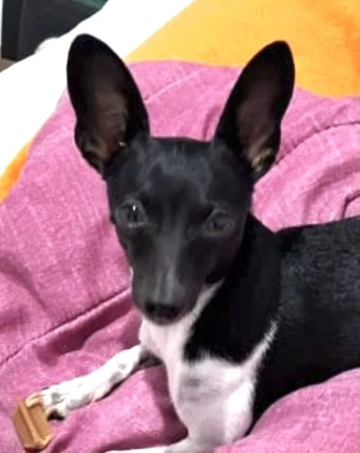 Cachorro raça Pinscher idade 2 anos nome Pingo 