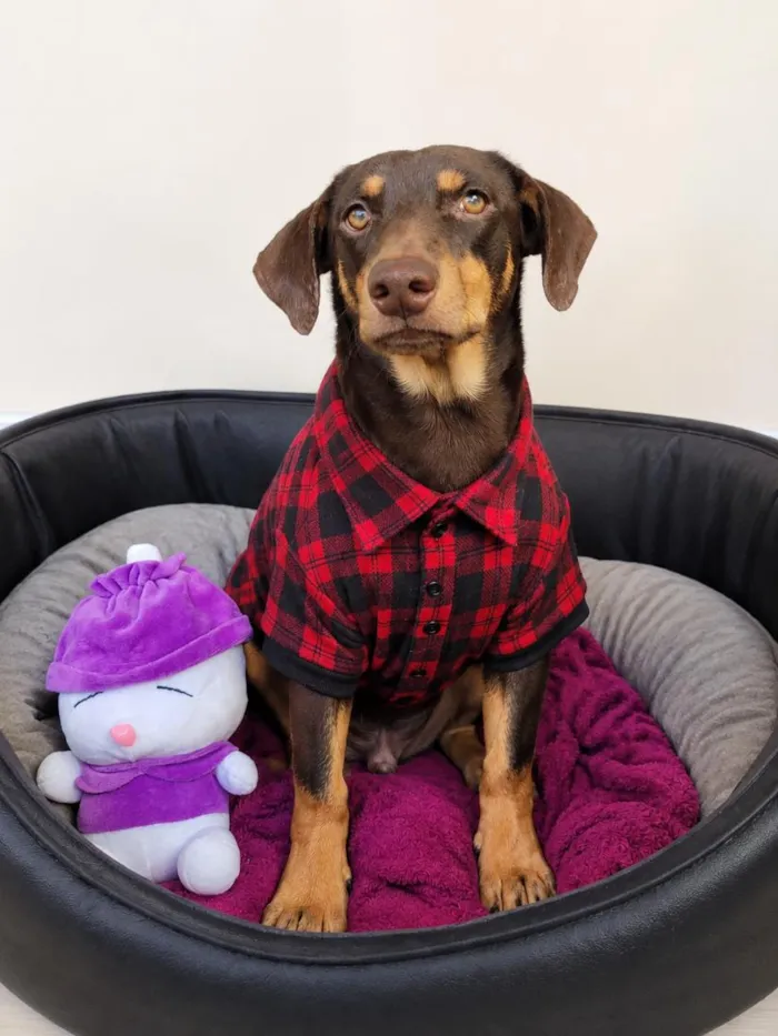 Cachorro raça SRD-ViraLata idade 1 ano nome Choquito