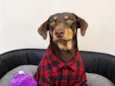 Choquito