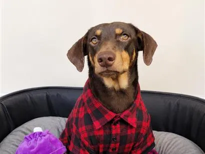 Cachorro raça SRD-ViraLata idade 1 ano nome Choquito