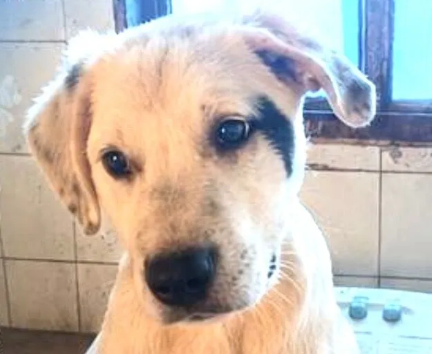 Cachorro raça Labrador  idade 2 a 6 meses nome Duke 