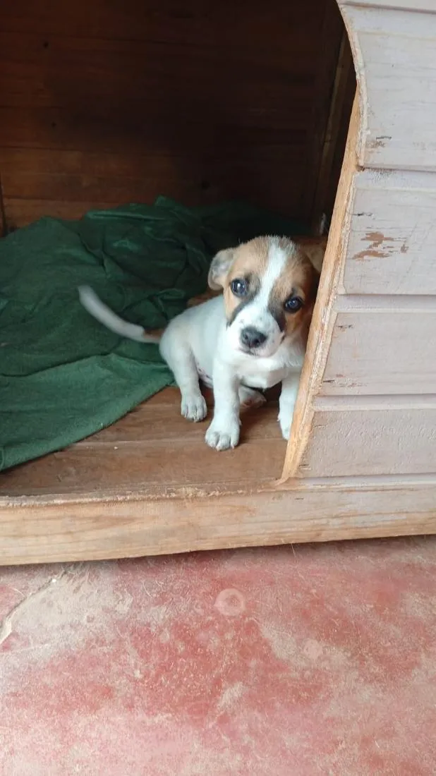 Cachorro raça SRD-ViraLata idade Abaixo de 2 meses nome doação urgente 