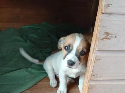 Cachorro raça SRD-ViraLata idade Abaixo de 2 meses nome doação urgente 