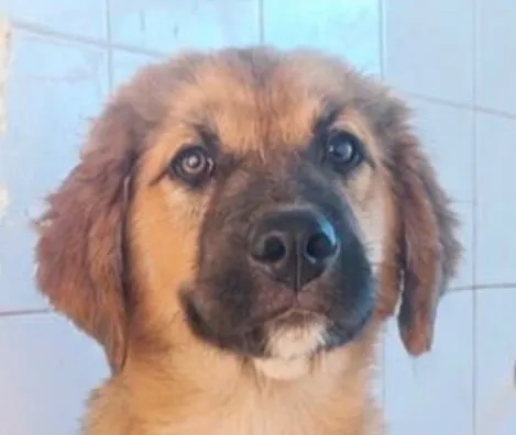 Cachorro raça Labrador  idade 2 a 6 meses nome Bob 