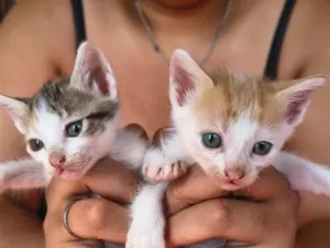 Gato raça SRD-ViraLata idade Abaixo de 2 meses nome Sr Pocinhas e Laranjette