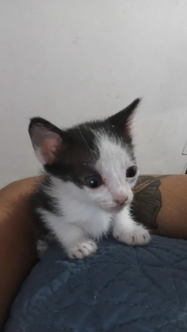 Gato raça SRD-ViraLata idade Abaixo de 2 meses nome Sr Frajola