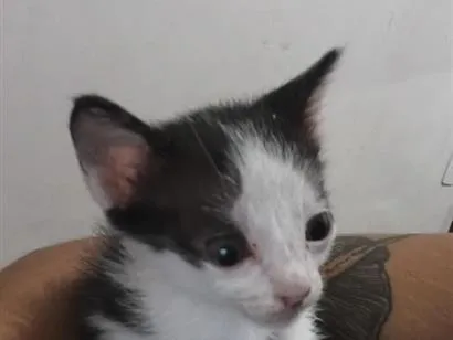 Gato raça SRD-ViraLata idade Abaixo de 2 meses nome Sr Frajola