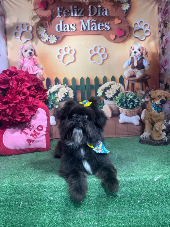 Cachorro raça Shitzu idade 1 ano nome Théo 