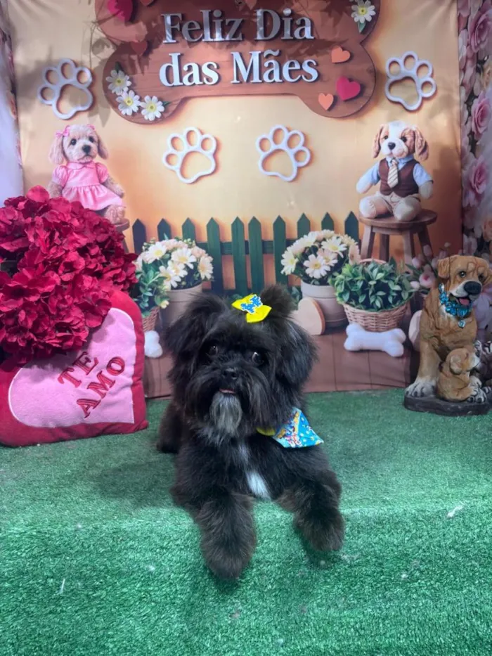 Cachorro raça Shitzu idade 1 ano nome Théo 