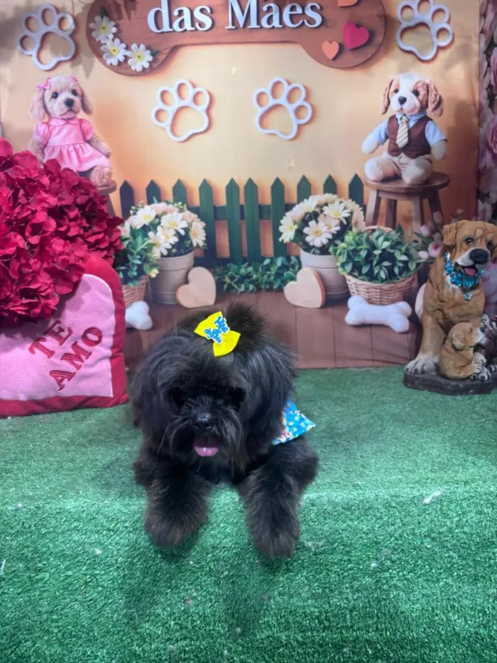 Cachorro raça Shitzu idade 1 ano nome Théo 