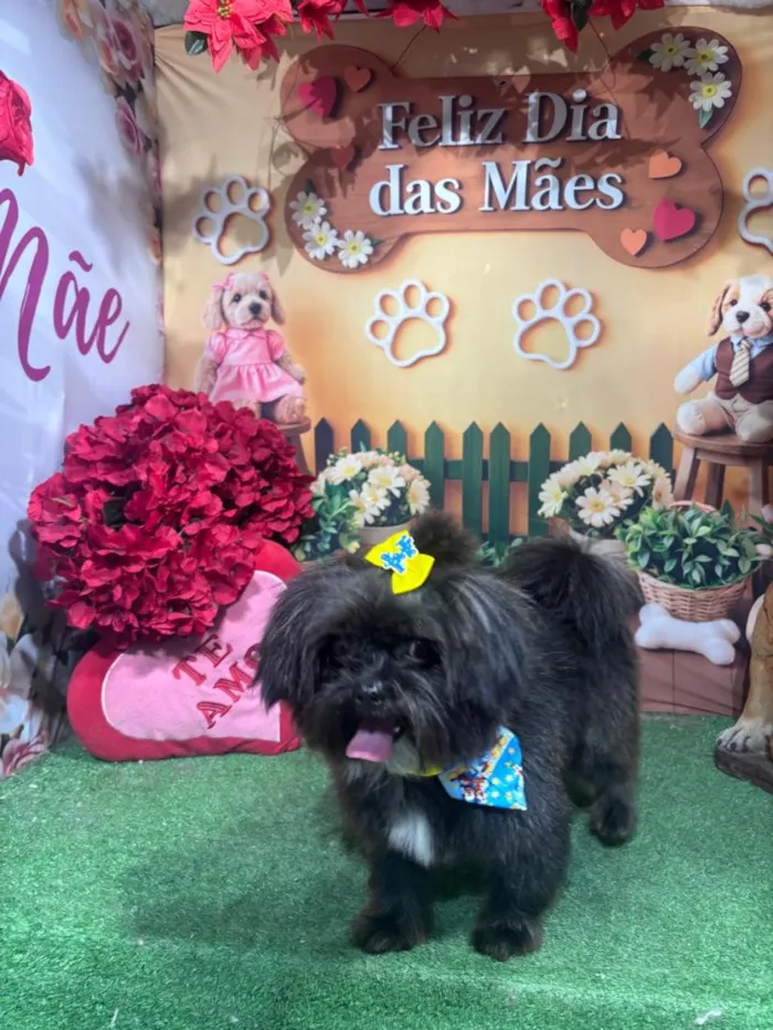 Cachorro raça Shitzu idade 1 ano nome Théo 