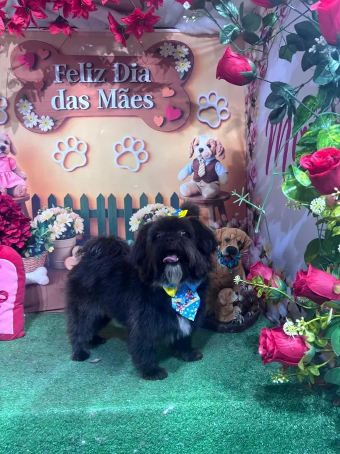 Cachorro raça Shitzu idade 1 ano nome Théo 