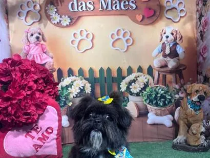 Cachorro raça Shitzu idade 1 ano nome Théo 