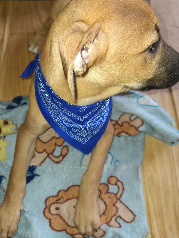 Cachorro raça SRD-ViraLata idade 2 a 6 meses nome Apolo e Pandora 