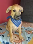 Apolo e Pandora 