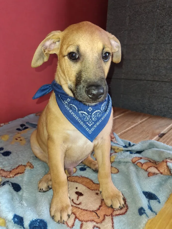 Cachorro raça SRD-ViraLata idade 2 a 6 meses nome Apolo e Pandora 