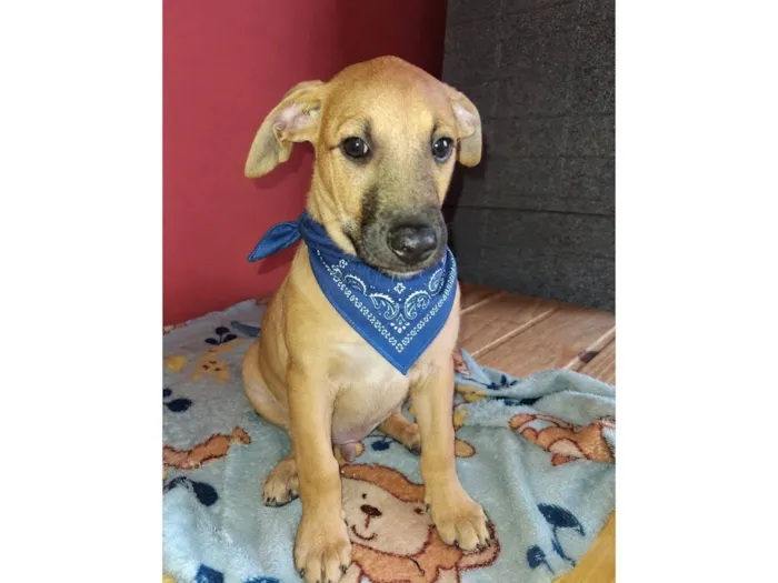 Cachorro raça SRD-ViraLata idade 2 a 6 meses nome Apolo e Pandora 