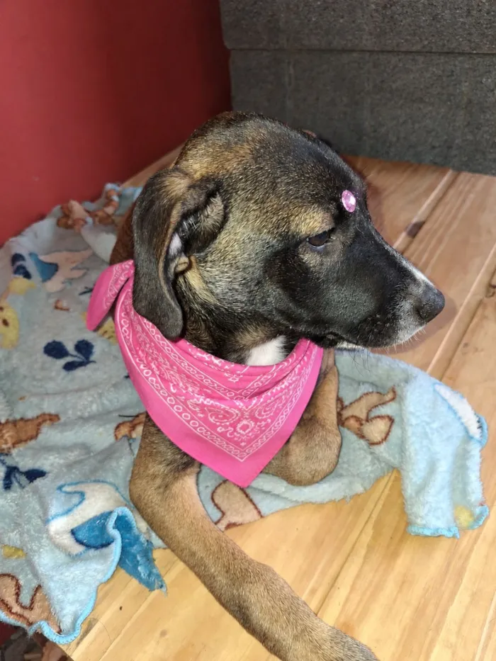 Cachorro raça SRD-ViraLata idade 2 a 6 meses nome Apolo e Pandora 