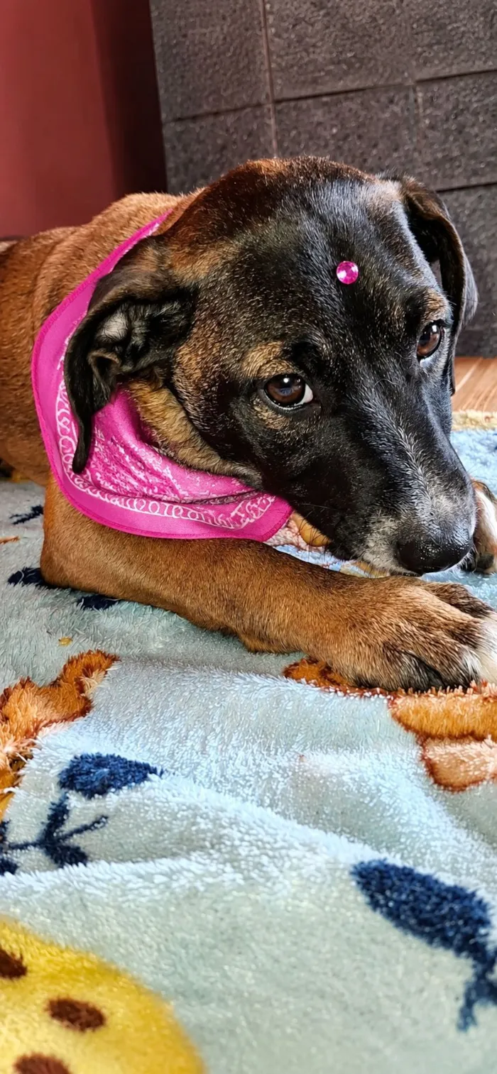 Cachorro raça SRD-ViraLata idade 2 a 6 meses nome Apolo e Pandora 