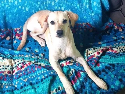 Cachorro raça SRD-ViraLata idade 7 a 11 meses nome Luna