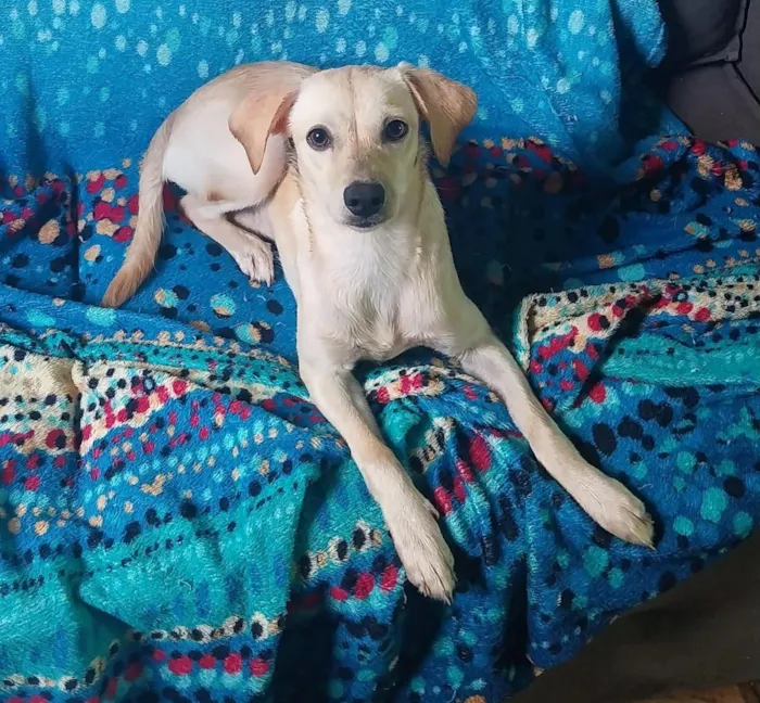 Cachorro raça SRD-ViraLata idade 7 a 11 meses nome Luna