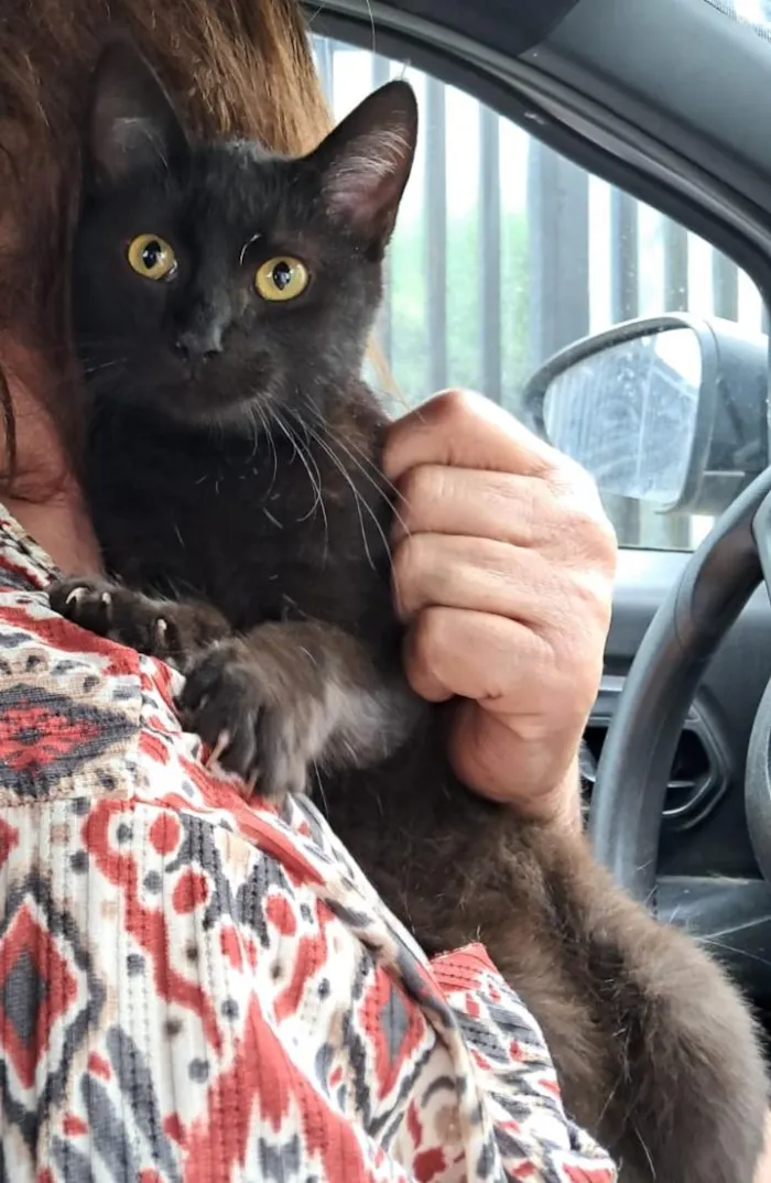 Gato raça SRD-ViraLata idade 2 a 6 meses nome Mia