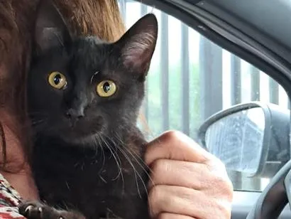 Gato raça SRD-ViraLata idade 2 a 6 meses nome Mia
