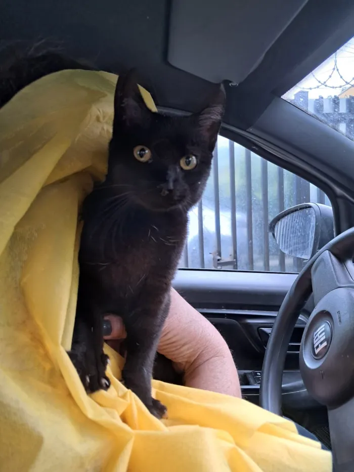 Gato raça SRD-ViraLata idade 2 a 6 meses nome Mia