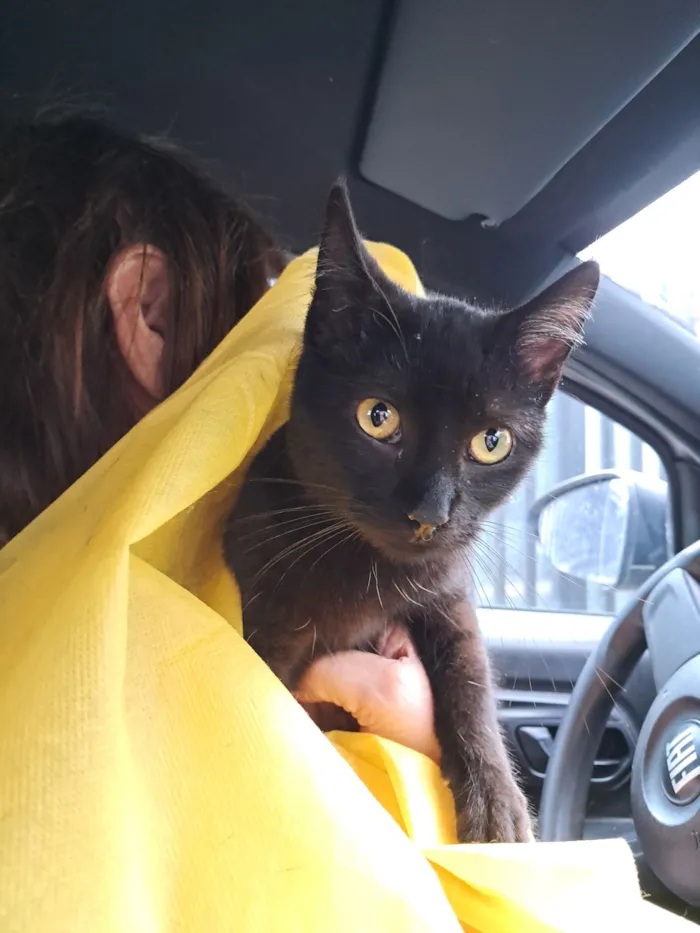Gato raça SRD-ViraLata idade 2 a 6 meses nome Mia