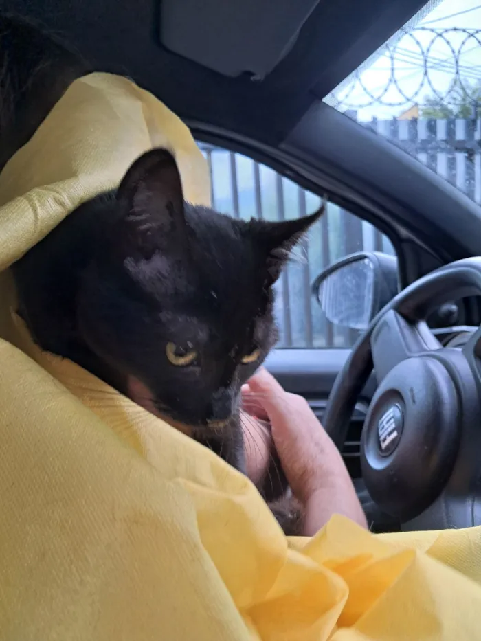 Gato raça SRD-ViraLata idade 2 a 6 meses nome Mia