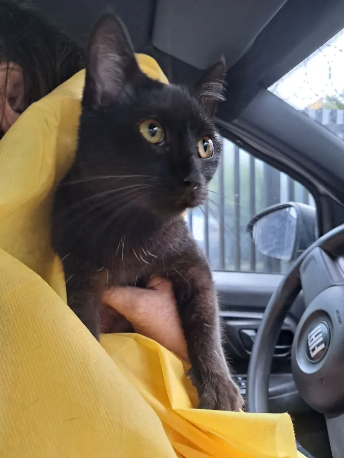 Gato raça SRD-ViraLata idade 2 a 6 meses nome Mia