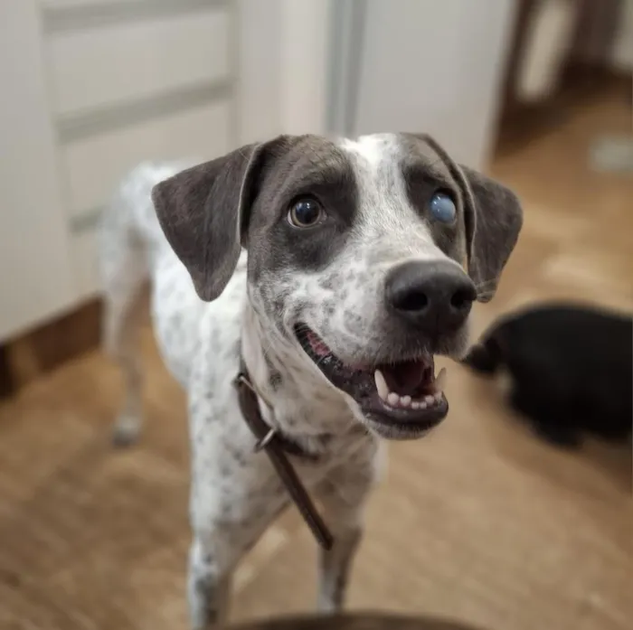 Cachorro raça SRD-ViraLata idade 1 ano nome Zeca