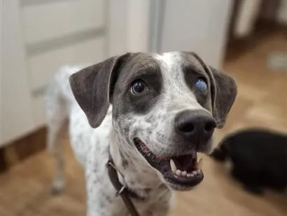 Cachorro raça SRD-ViraLata idade 1 ano nome Zeca