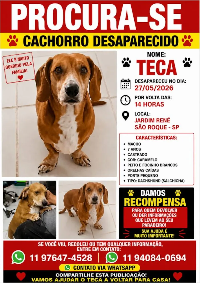 Cachorro raça SRD-ViraLata idade 6 ou mais anos nome Teca