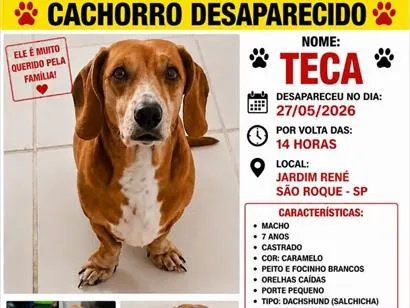 Cachorro raça SRD-ViraLata idade 6 ou mais anos nome Teca