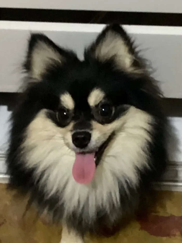 Cachorro raça Spitz Alemao idade 7 a 11 meses nome Kafka