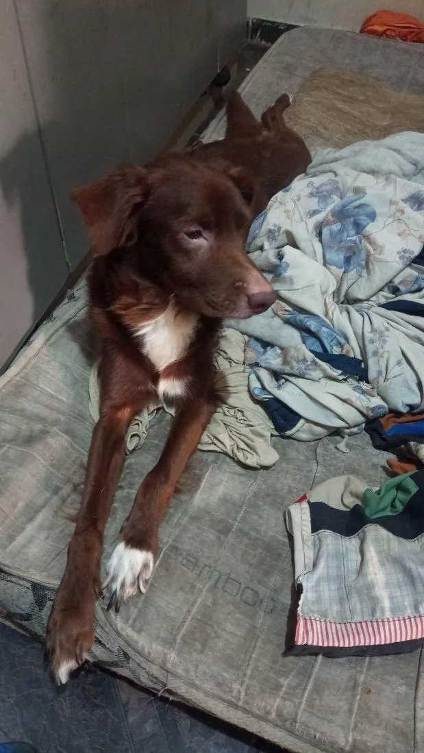 Cachorro raça SRD-ViraLata idade 5 anos nome Buzz