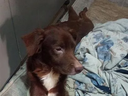 Cachorro raça SRD-ViraLata idade 5 anos nome Buzz