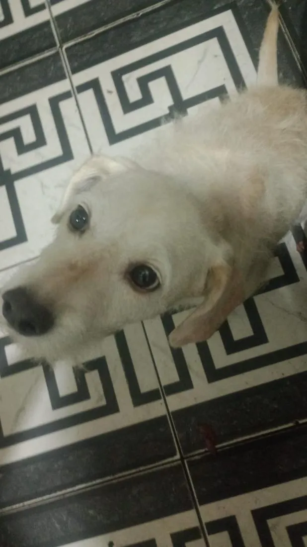 Cachorro raça SRD-ViraLata idade 6 ou mais anos nome Crystal