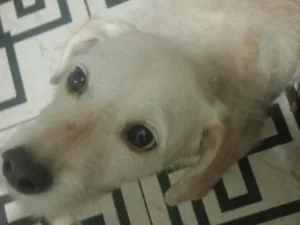 Cachorro raça SRD-ViraLata idade 6 ou mais anos nome Crystal