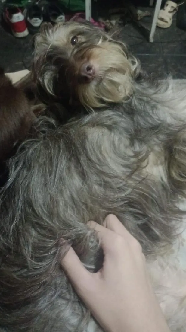 Cachorro raça SRD-ViraLata idade 2 anos nome MC