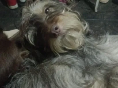 Cachorro raça SRD-ViraLata idade 2 anos nome MC