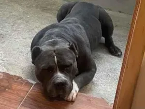 Cachorro raça Pit-Bull idade 6 ou mais anos nome Bradock