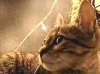 Gato raça SRD-ViraLata idade Abaixo de 2 meses nome Cecilia (Mimi)