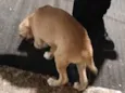 Lupi