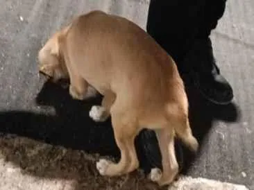 Cachorro raça SRD-ViraLata idade Abaixo de 2 meses nome Lupi
