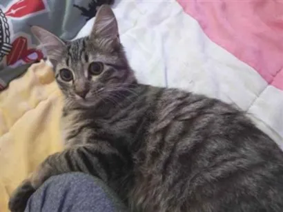 Gato raça SRD-ViraLata idade 2 anos nome Totoro