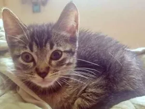 Gato raça SRD-ViraLata idade 2 a 6 meses nome GRUDINHO TIGRADA