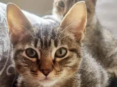 Gato raça SRD-ViraLata idade 2 a 6 meses nome LOLA TIGRADA